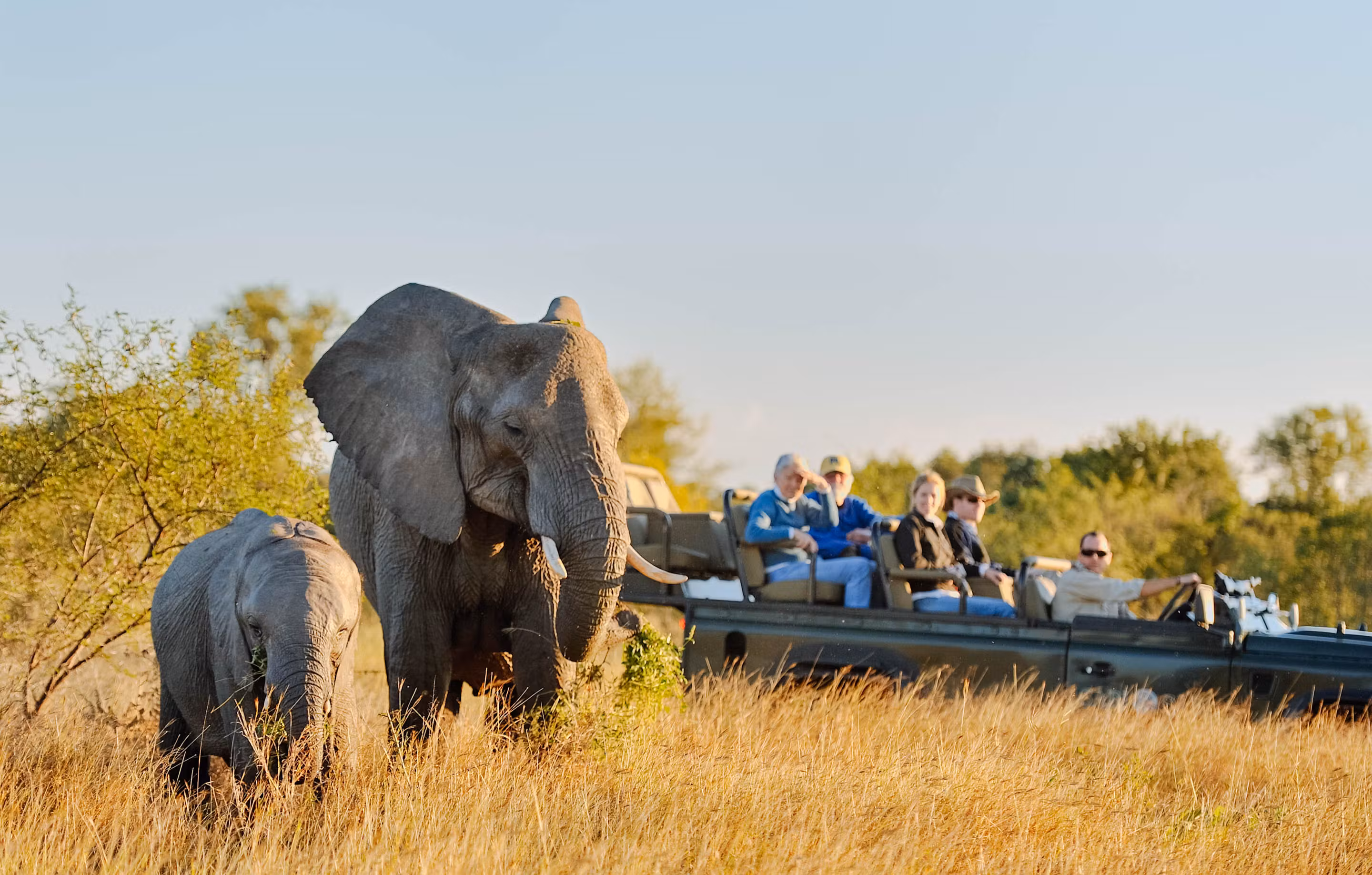 Safari Africa